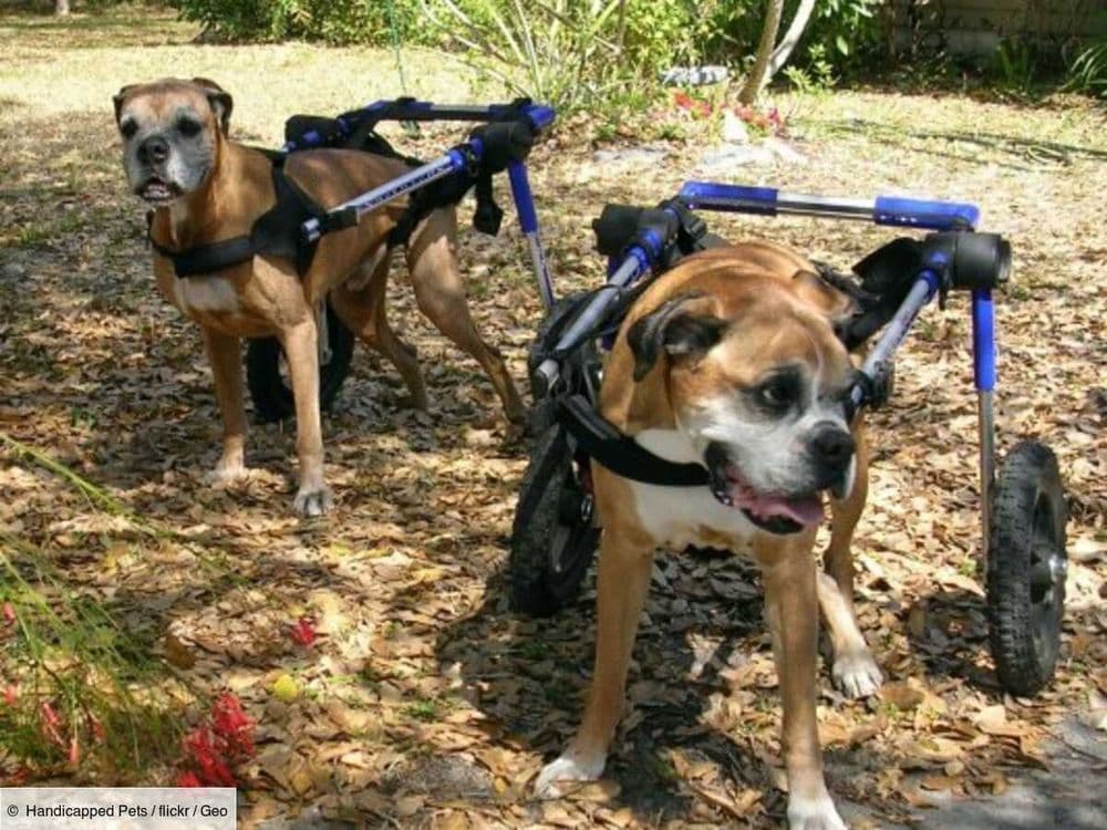 Brûlé à l’acide, jeté d’une voiture… Ces animaux handicapés trouvent enfin refuge en Normandie