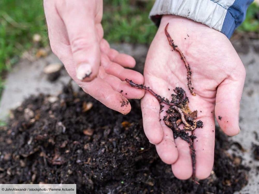 Gros vers blancs dans mes plantes : hanneton ou cétoine ?