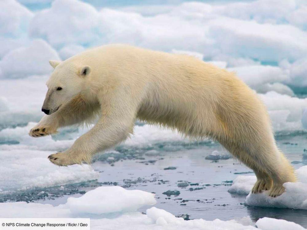 L'innovation maline qui pourrait permettre de sauver les ours polaires