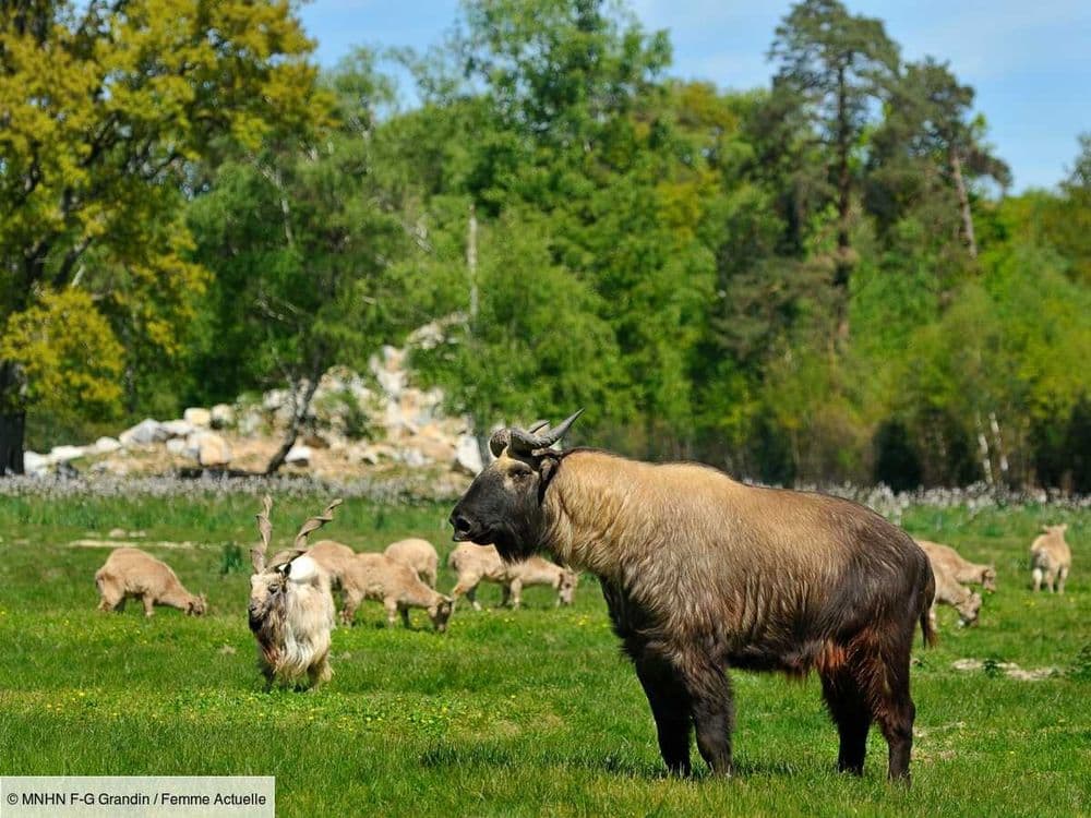 6 parcs français où voir des animaux en liberté