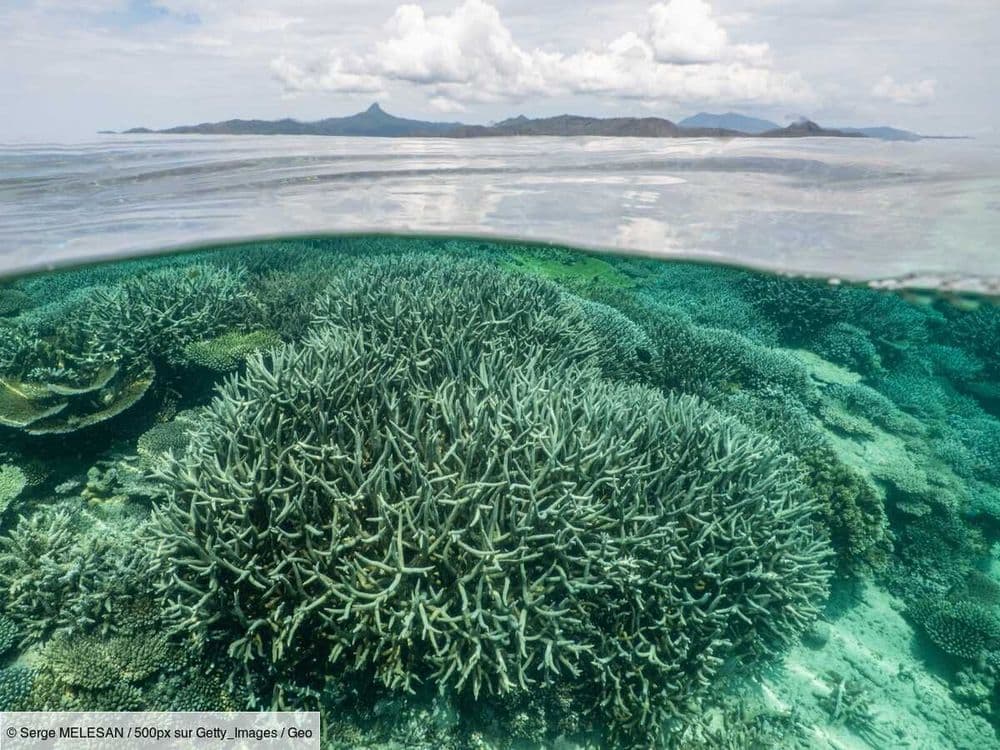 Acidification des océans: la septième limite planétaire déjà franchie, selon un rapport