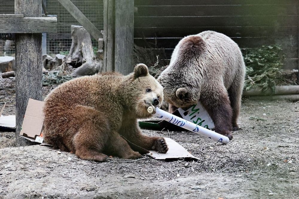 Royaume-Uni: deux ours s'échappent de leur enclos et se régalent d'une réserve de miel