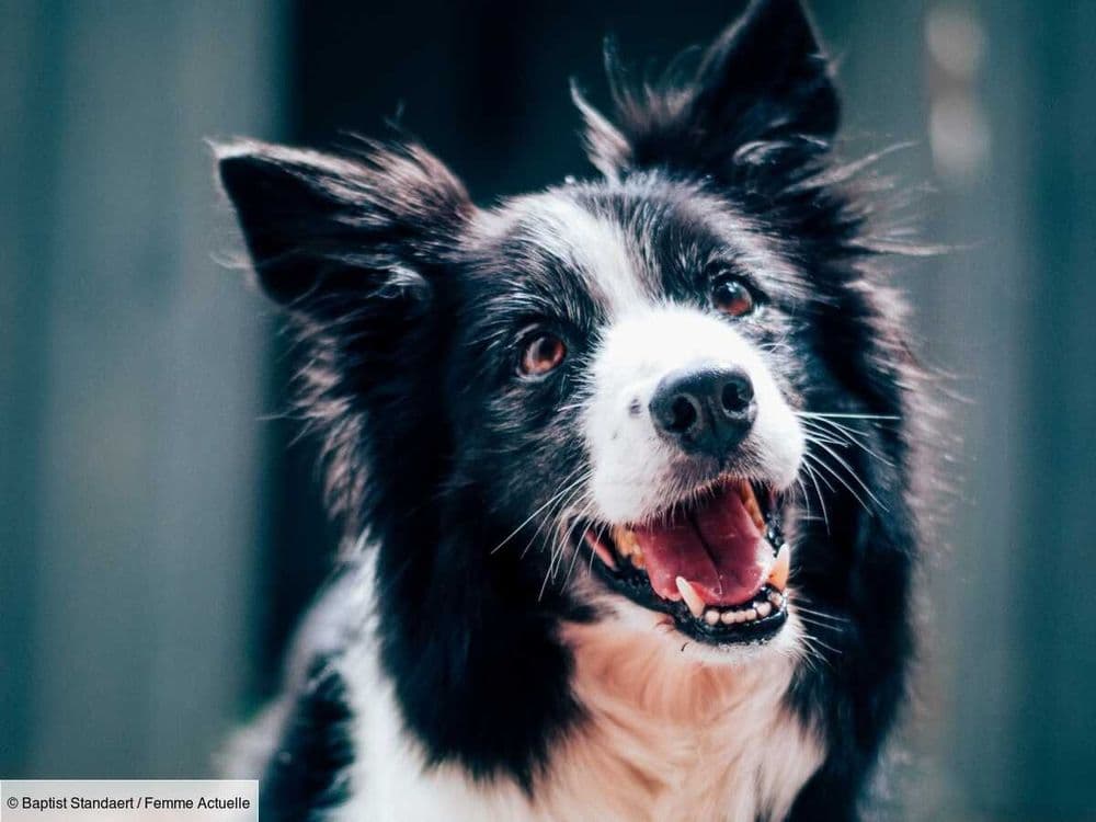 Votre chien mâchouille son bandage ? Voici une astuce géniale pour l’en empêcher