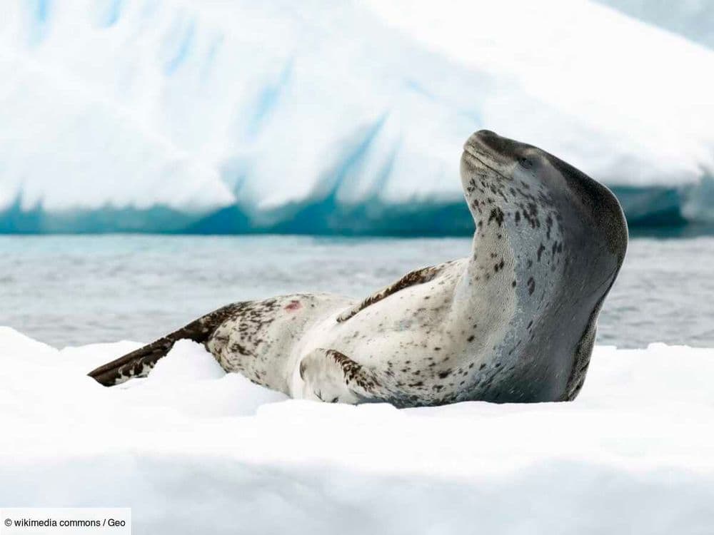 La violente attaque d'un cormoran par un léopard de mer sous les yeux de GEO, en Antarctique