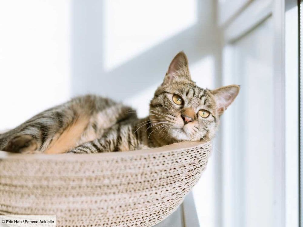 À quelle fréquence faut-il vermifuger son chat ?