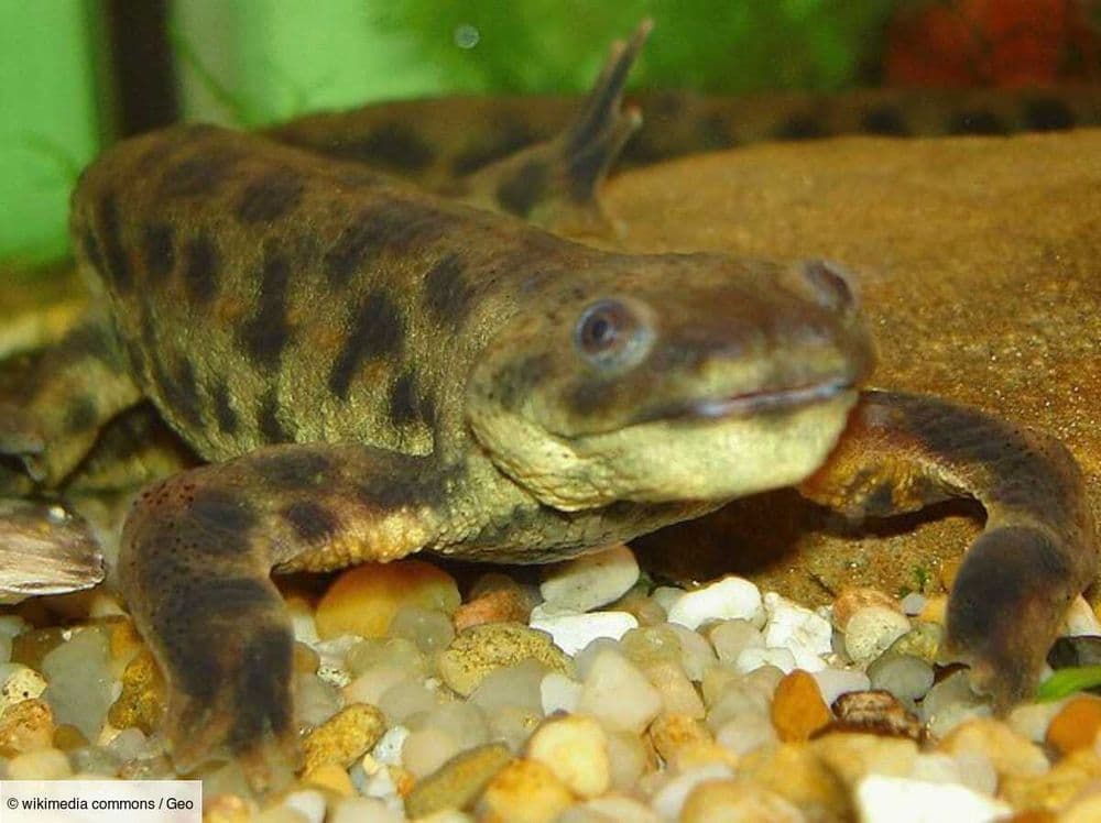 Comment des tritons "mutants" arrivent-ils à faire repousser un membre amputé ?