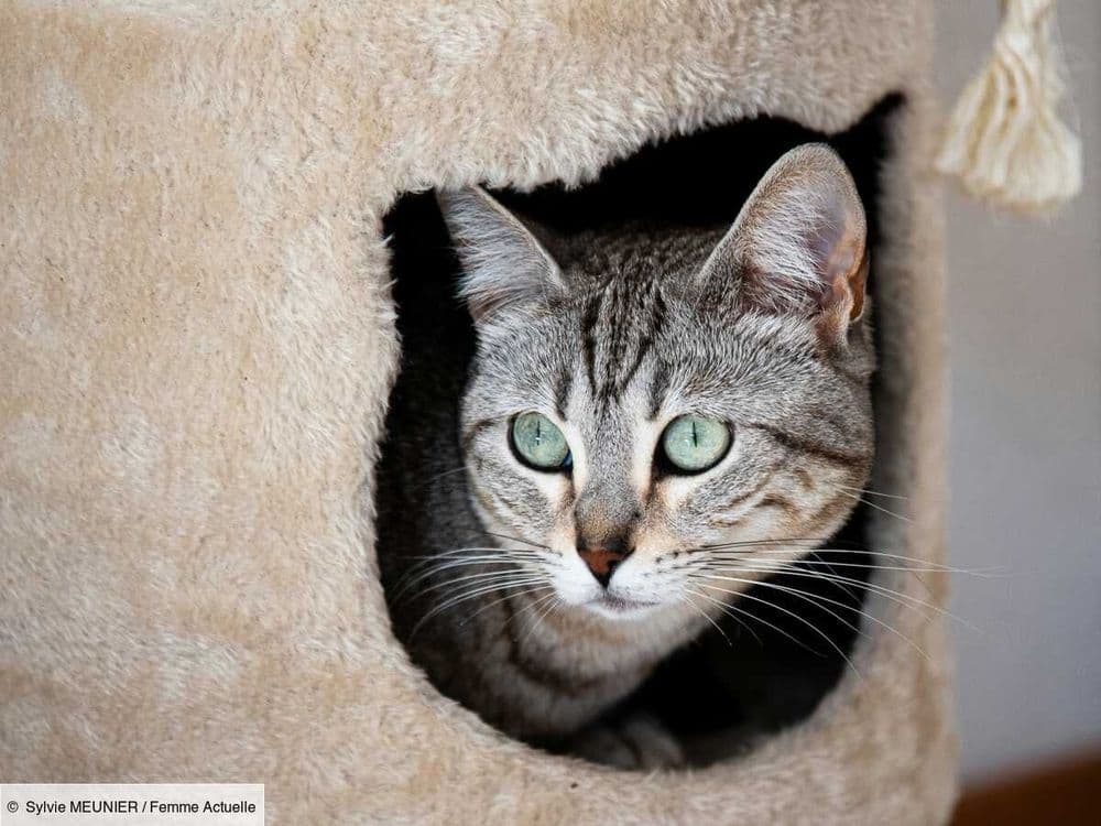 Le Sokoké, un chat fidèle et actif