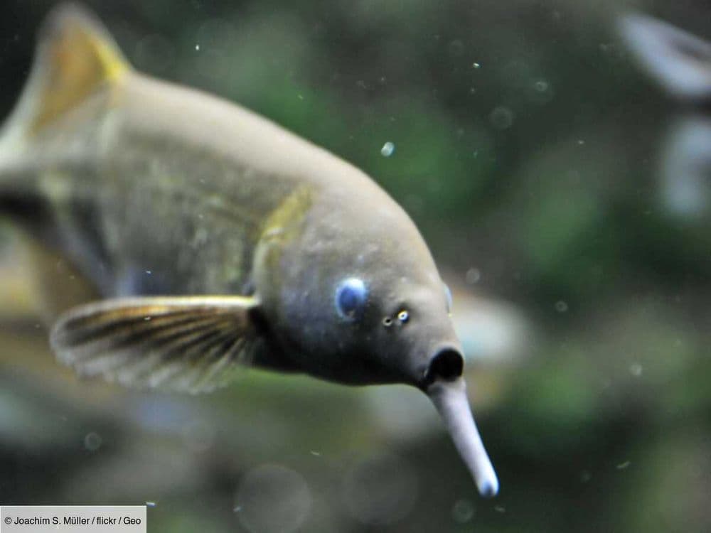 En Afrique, des poissons électriques utilisent la détection collective pour "voir avec les yeux de chacun"
