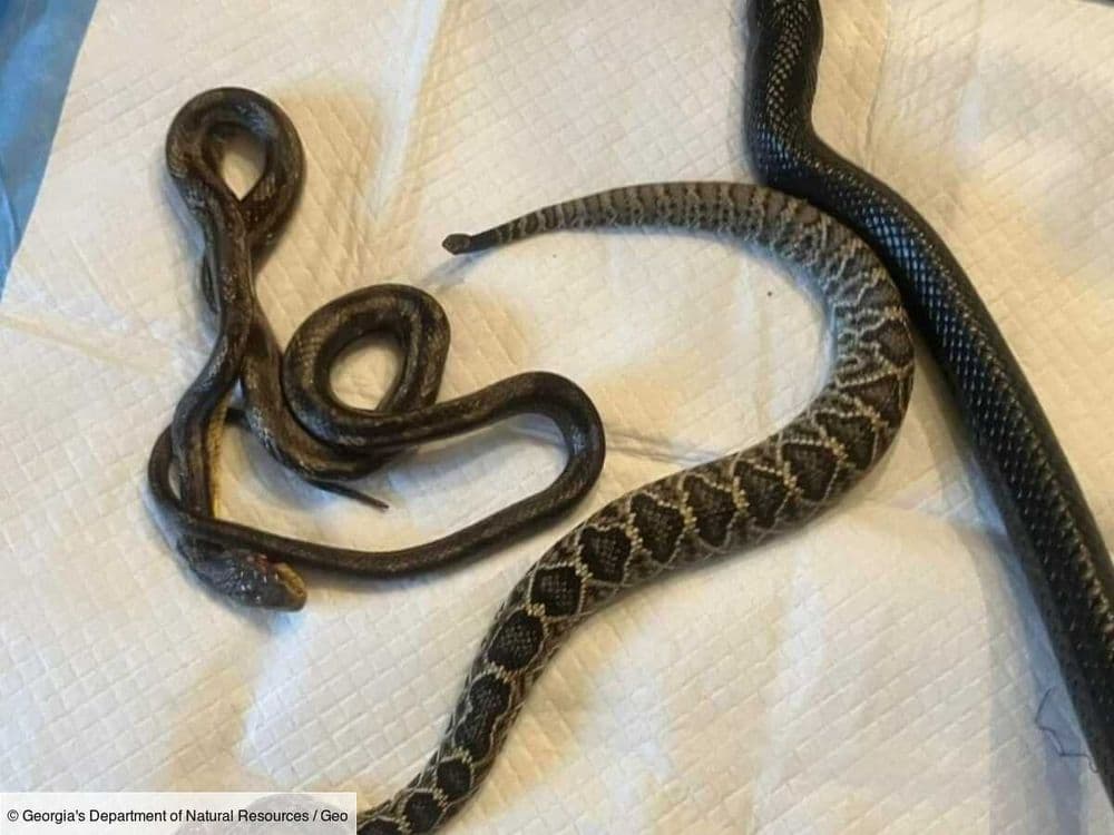 Stupeur ! Un serpent a régurgité deux autres serpents... et l'un d'eux était vivant
