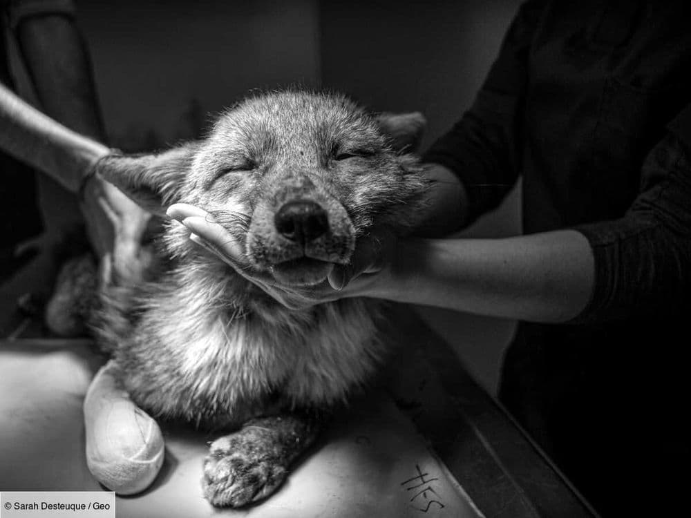 Dans les Cévennes, un hôpital soigne les animaux sauvages depuis 2011