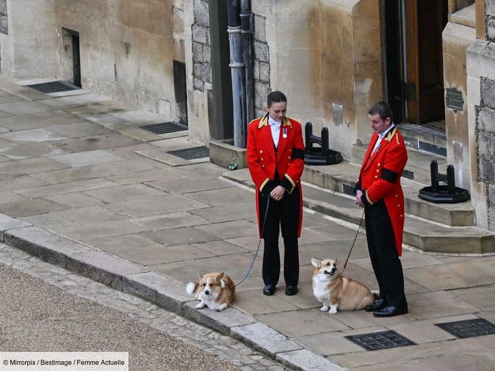 Que deviennent les corgis de la reine Elizabeth II ? Sarah Ferguson donne de leurs nouvelles