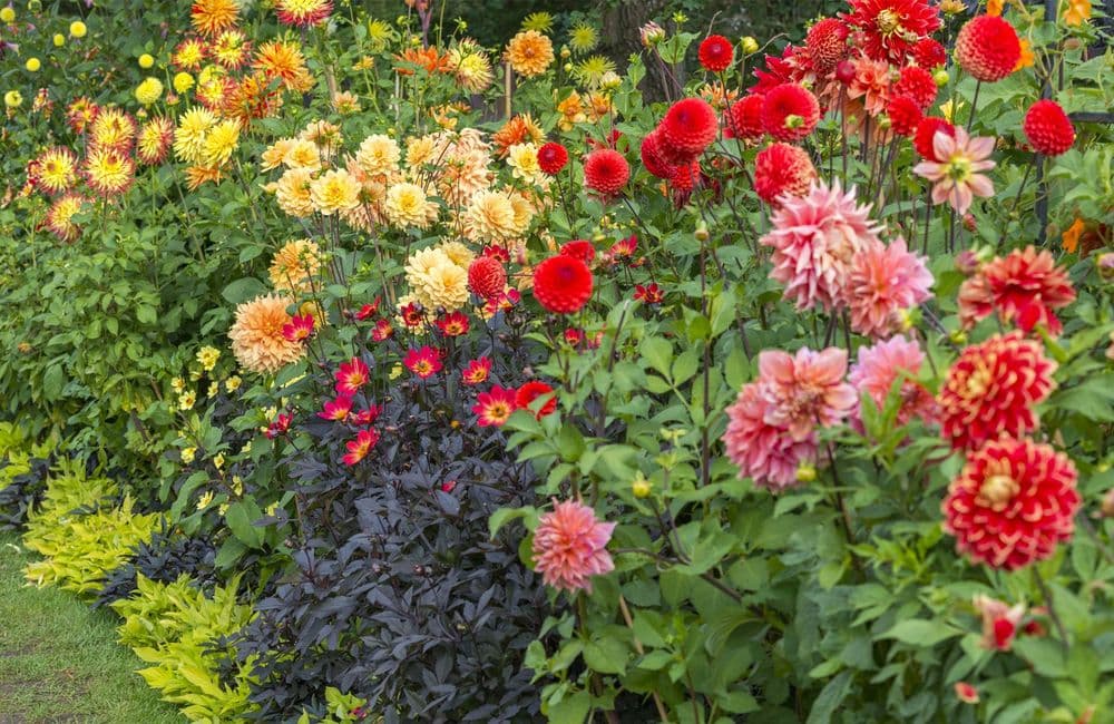 10 plantes vivaces fleuries XXL pour occuper l’espace