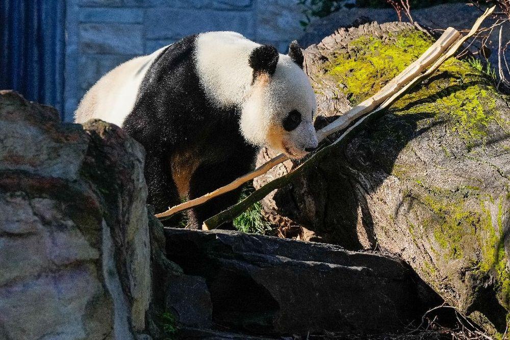 La Chine va remplacer les deux pandas géants prêtés à l'Australie