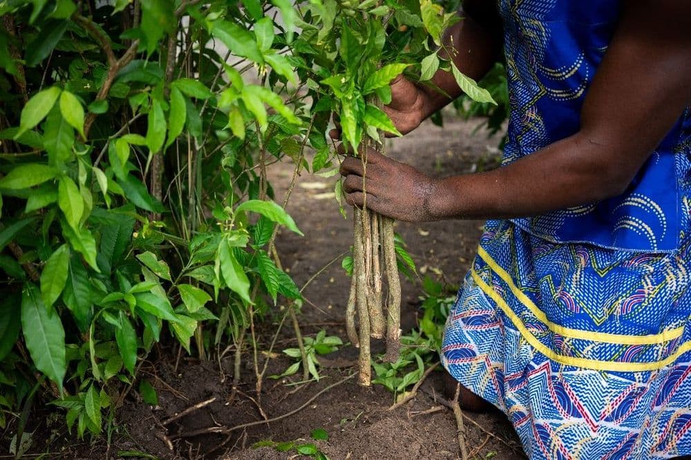 L'iboga, plante sacrée au Gabon et remède ancestral convoité