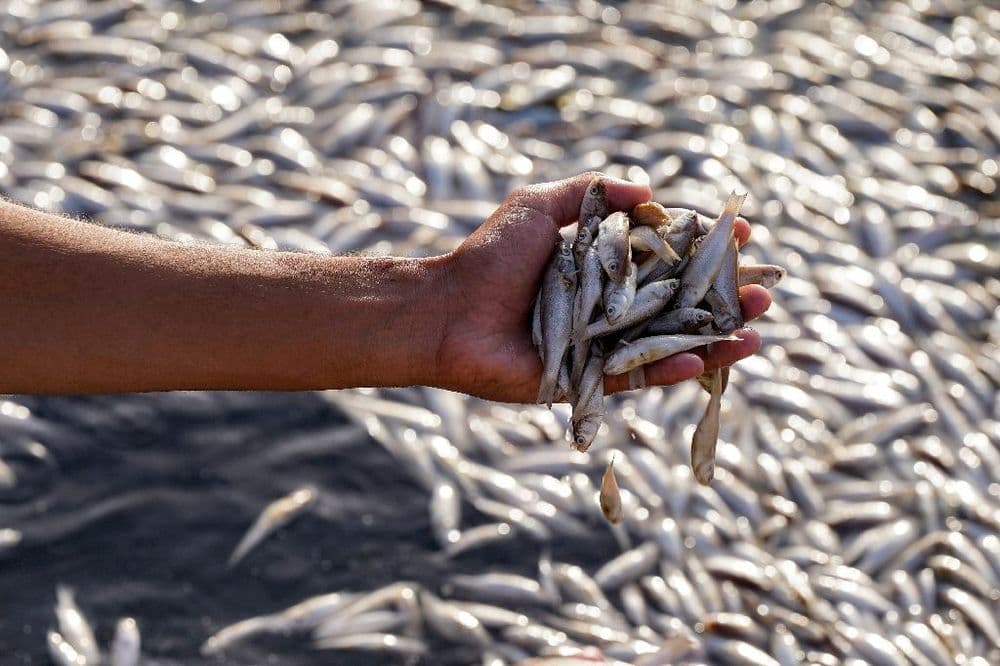 Irak: enquête sur des grandes quantités de poissons morts dans un marais