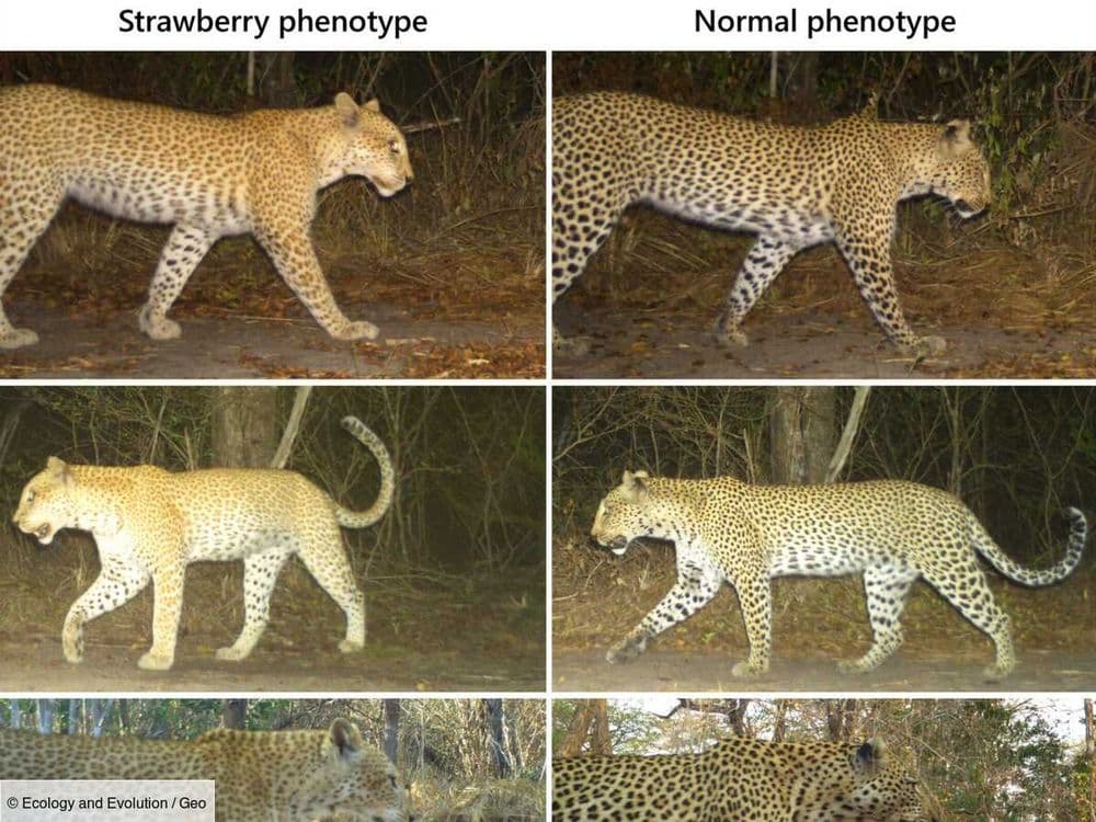 Un très rare léopard "fraise" aperçu pour la première fois dans une réserve de Tanzanie