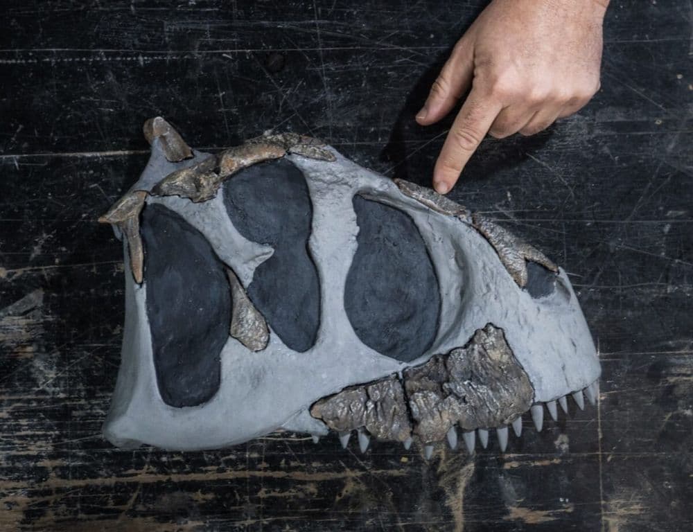 Ce dinosaure avait des bras encore plus petits que ceux du T. rex !