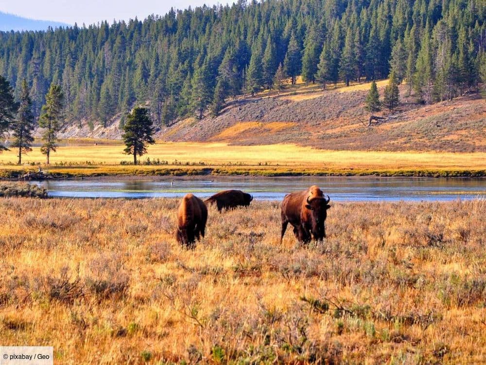 À Yellowstone, un touriste enfreint les règles et se fait attaquer par l'animal le plus dangereux du parc