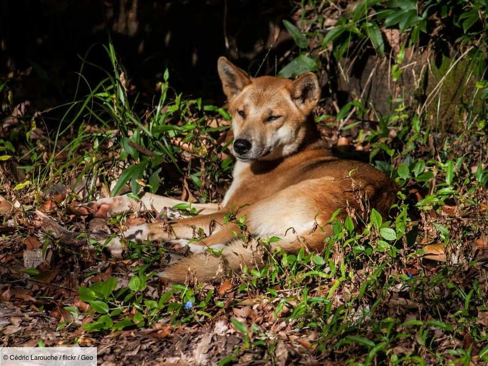 Dingos en danger : l'ombre des chiens hybrides plane sur leur survie