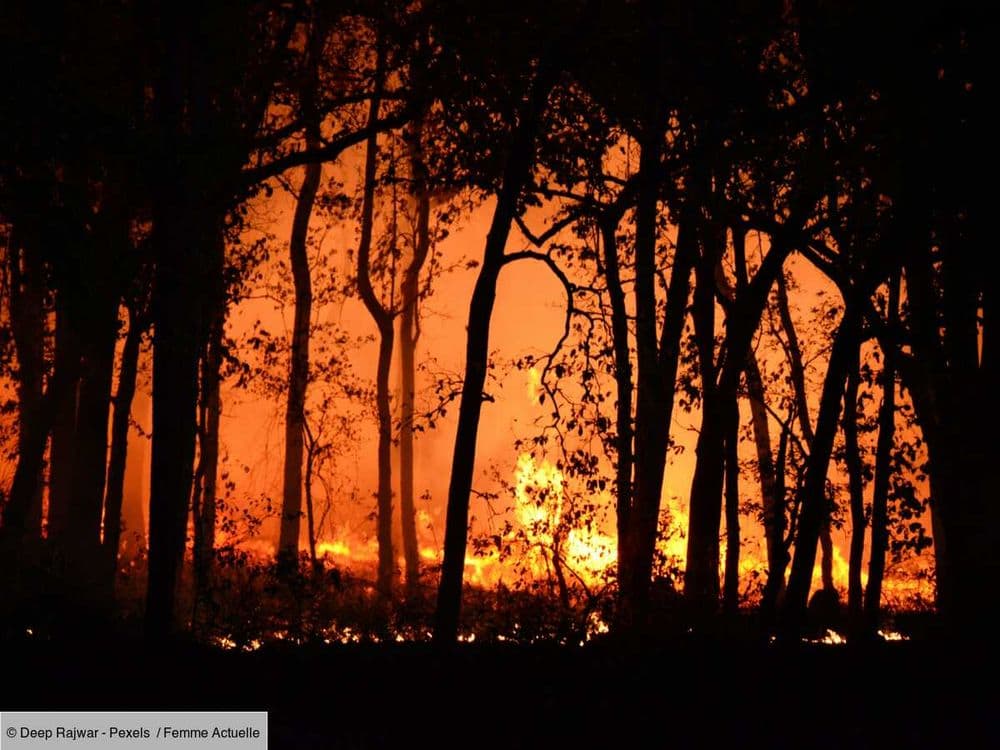 L'incendie qui a ravagé 600 hectares dans le Var est-il d'origine accidentelle ? Les premiers éléments de l'enquête dévoilés