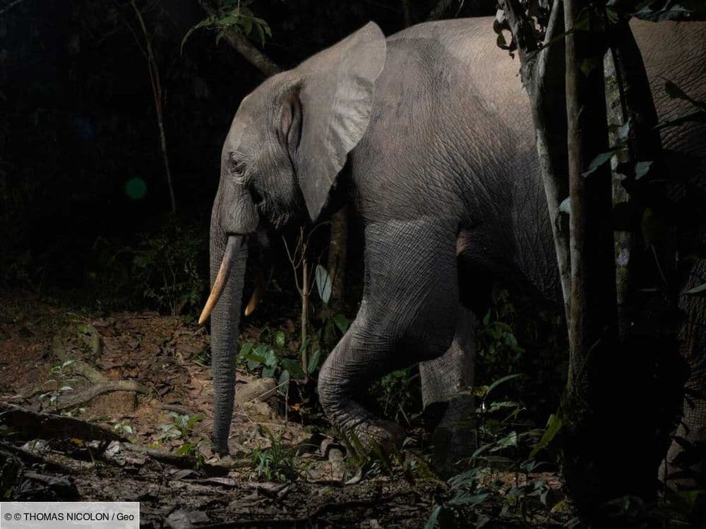 Quelle est la différence entre l'éléphant de forêt et l'éléphant de savane ?