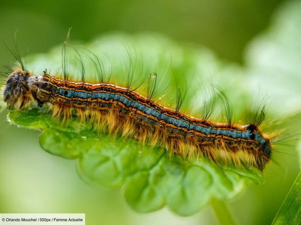 “On ne peut plus manger dehors” : attention à la chenille Bombyx qui ravage les arbres et empêchent les habitants de profiter de leur jardin