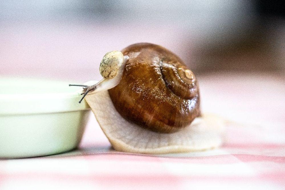 Au Japon, un élevage d'escargots de Bourgogne unique au monde