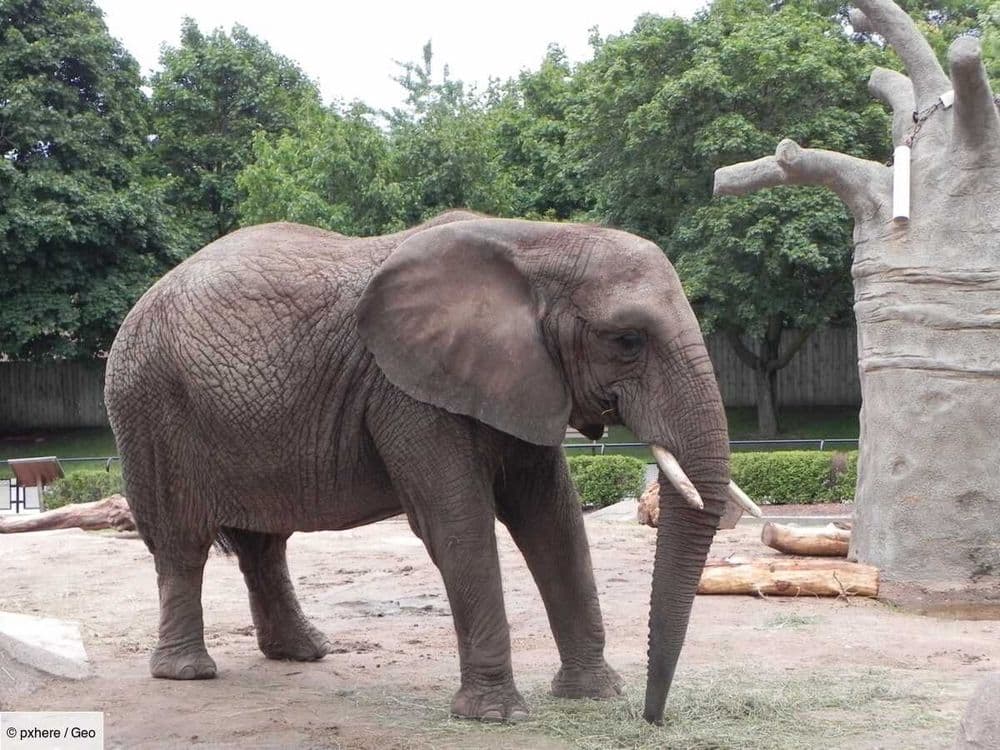 17 ans après sa mort, les dents de l'éléphant Misha font de curieuses révélations