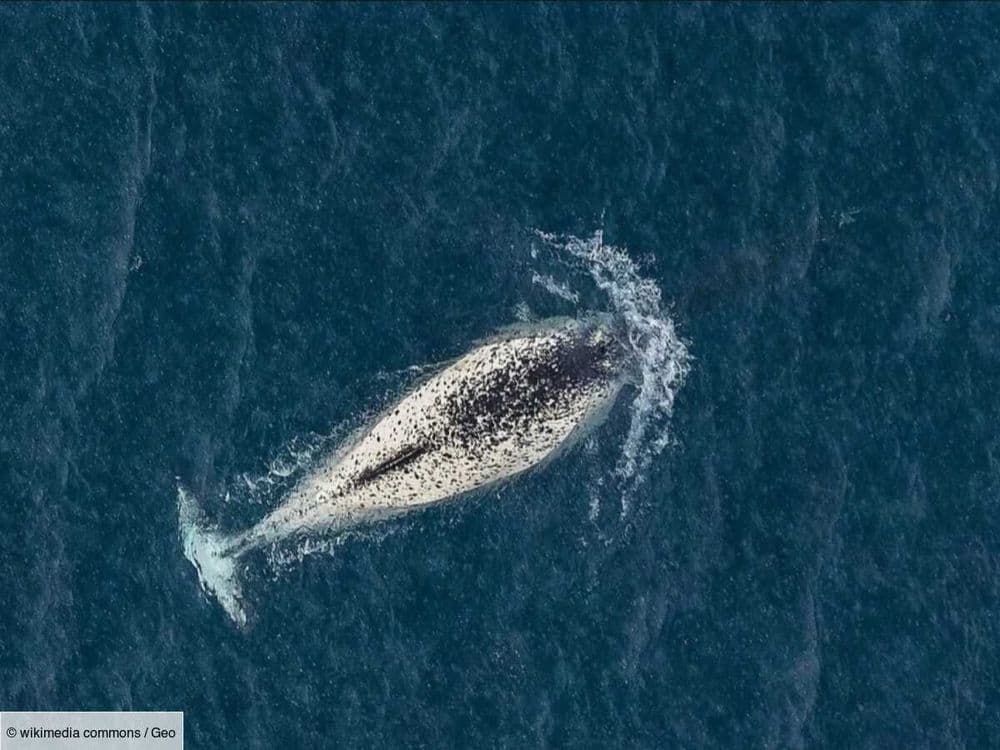 Le mystère du narluga, cet animal hybride unique découvert grâce à un crâne en Arctique