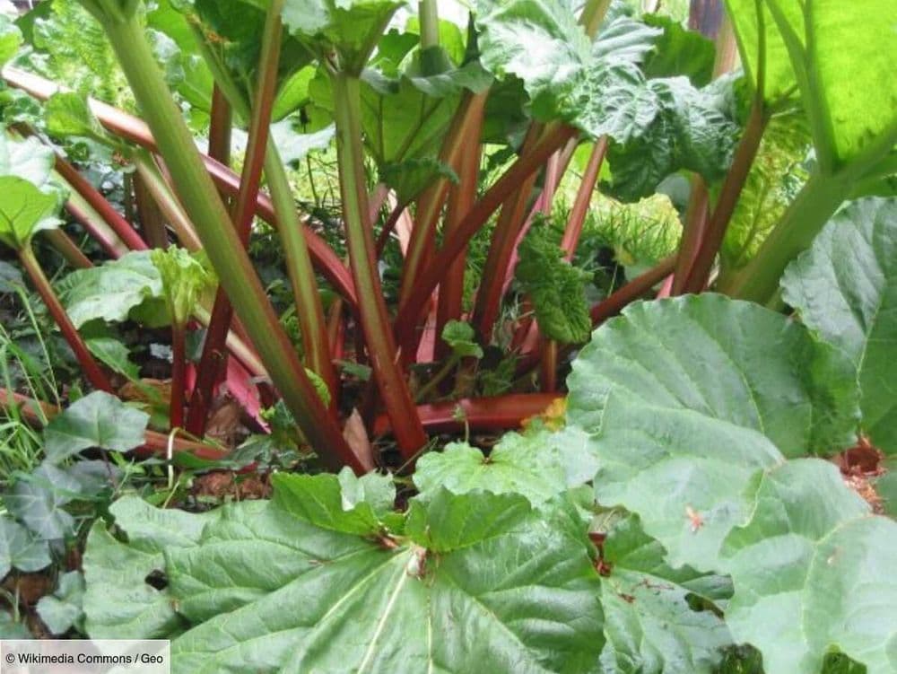 L'histoire de la rhubarbe, la racine barbare