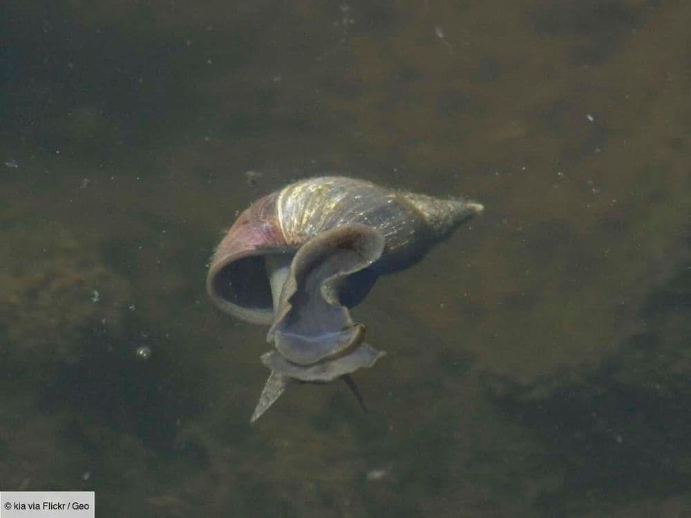 Connaissez-vous la limnée, ce petit escargot qui vit dans l'eau ?