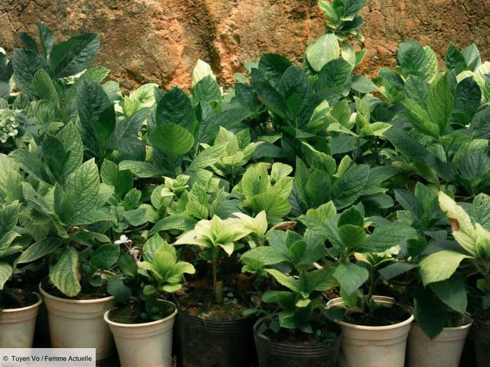 Faut-il rempoter une plante que l’on vient d’acheter ?