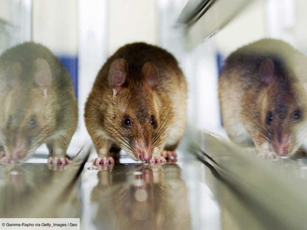 L'incroyable mémoire olfactive du rat géant au service de la lutte anti-braconnage