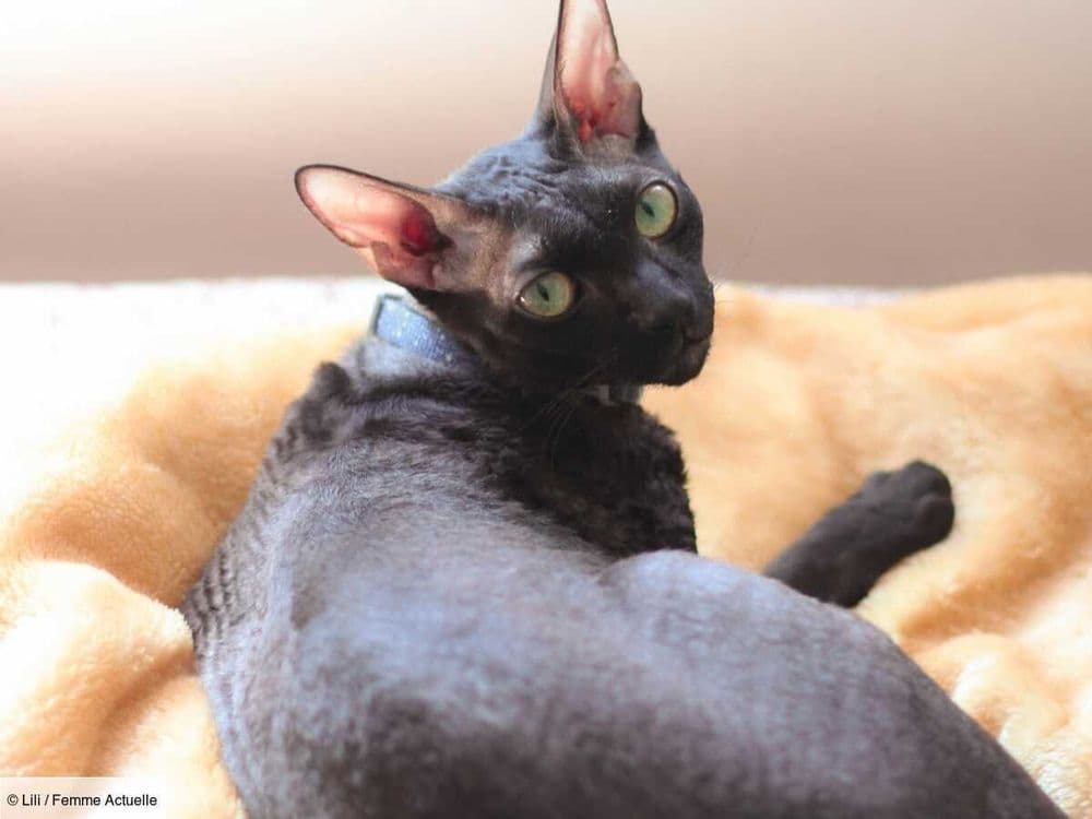 Le Cornish Rex, un chat au pelage frisé