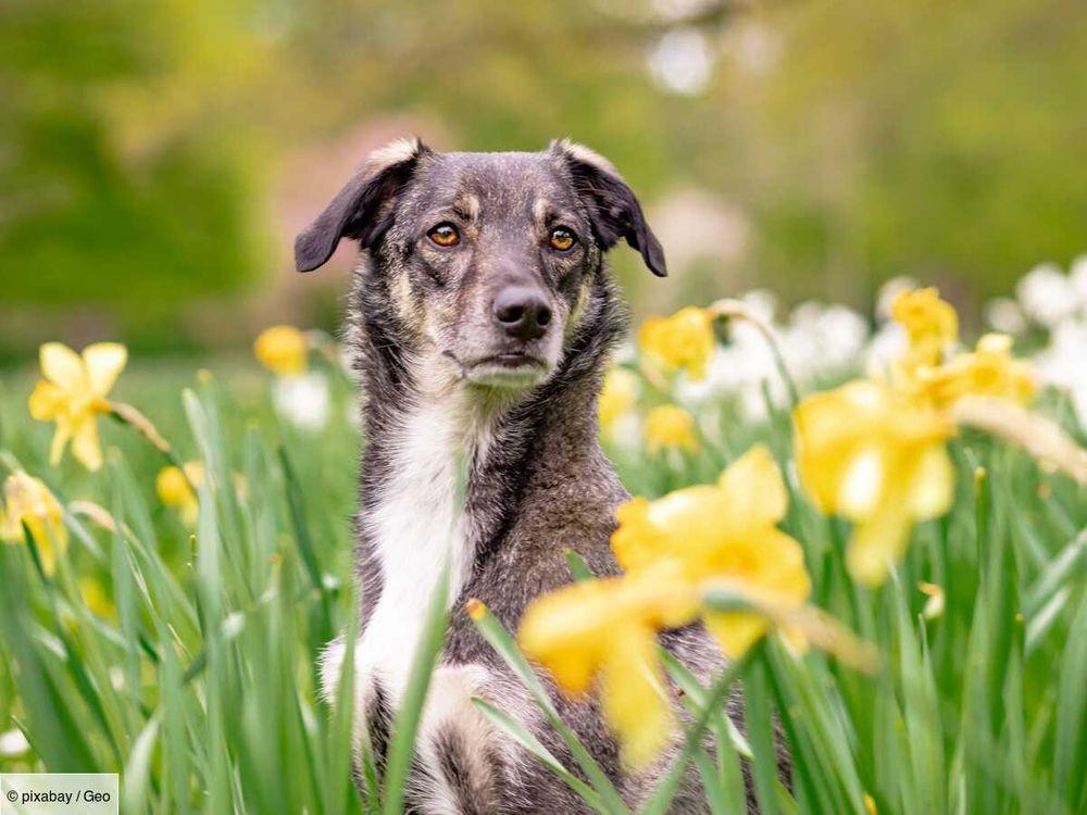 Les chiens renifleurs ont un odorat encore plus développé que prévu, et c'est la science qui le dit !