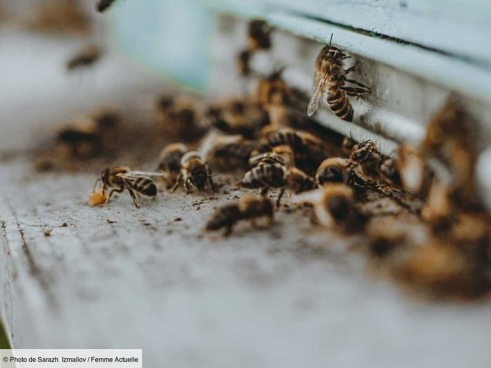 L'accident d'un camion rempli de ruches entraine l'évasion de 250 millions d'abeilles, les autorités mobilisées