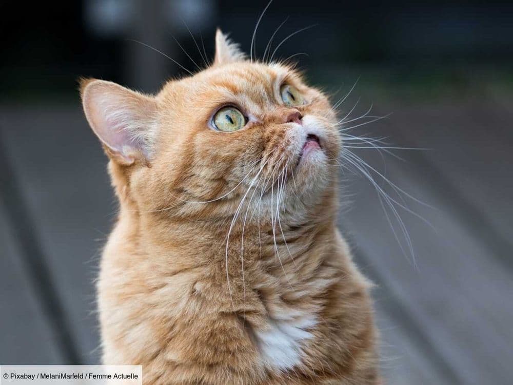 Qu’est ce que cela veut dire si mon chat me montre son ventre ?