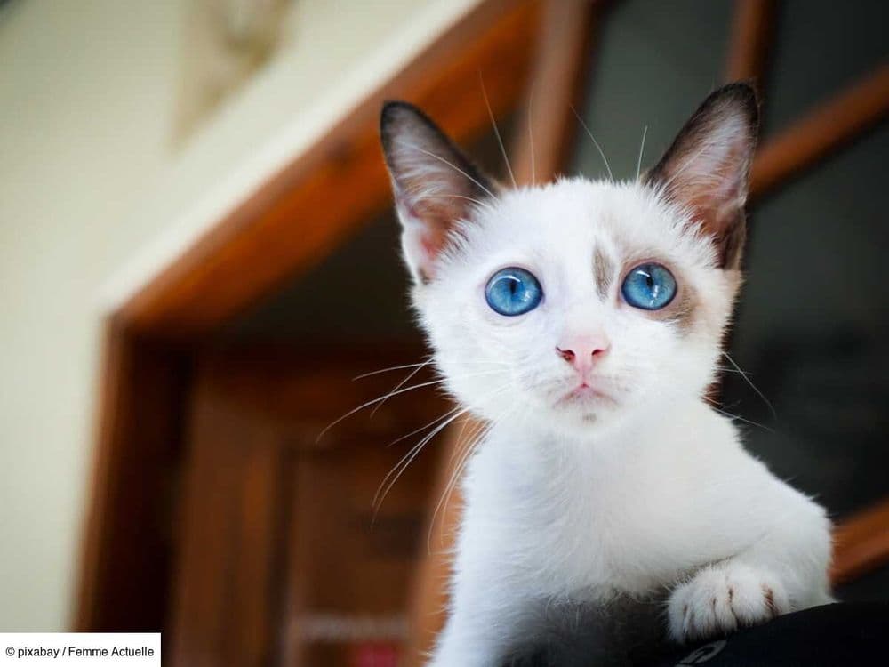 Quelle litière pour mon chat ? Conseils pour bien choisir