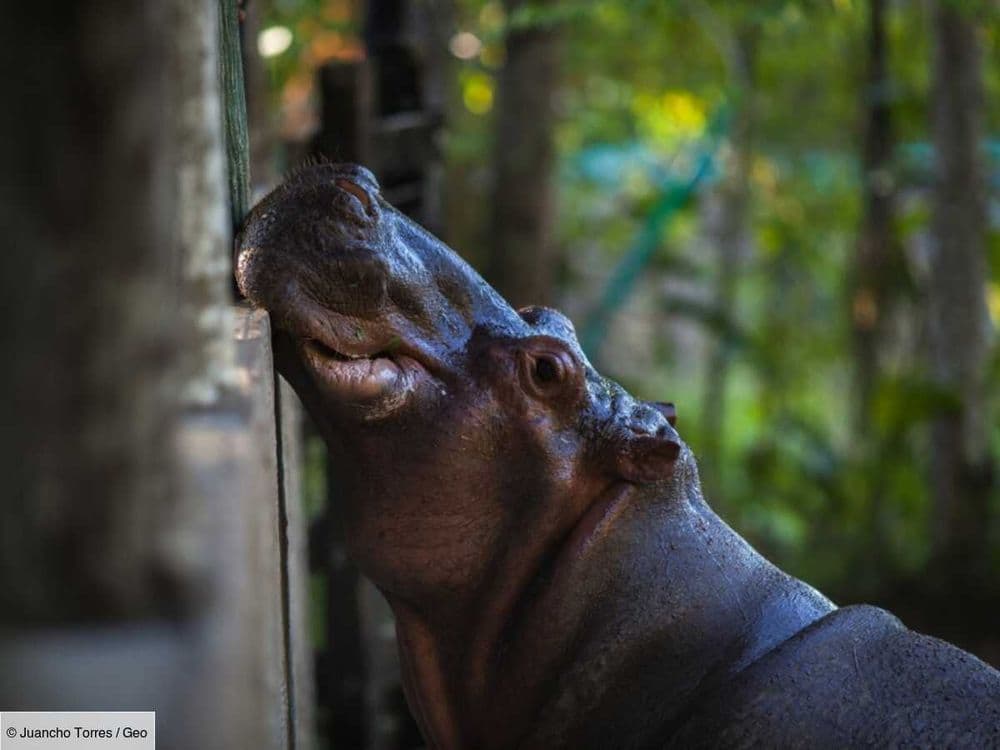 Narco-ménagerie: comment les autorités traquent-elles les hippopotames de Pablo Escobar?