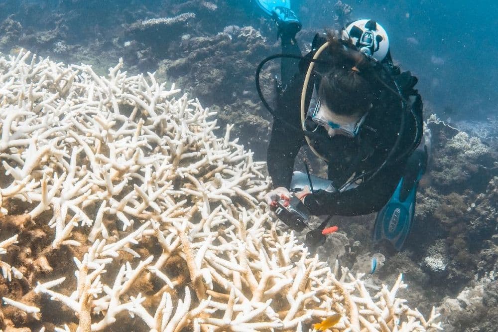 Climat: le blanchissement mondial des coraux bat record sur record
