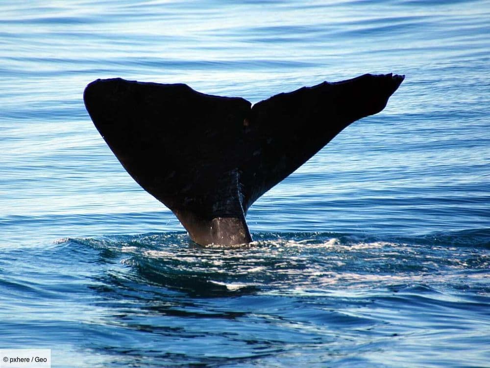 À Tahiti, la mort de Sweet Girl, une jeune baleine heurtée par un bateau, fait scandale
