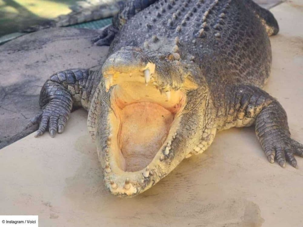 Crocodile Dundee : Burt, le crocodile du film culte, est mort à l'âge de 90 ans dans son aquarium australien
