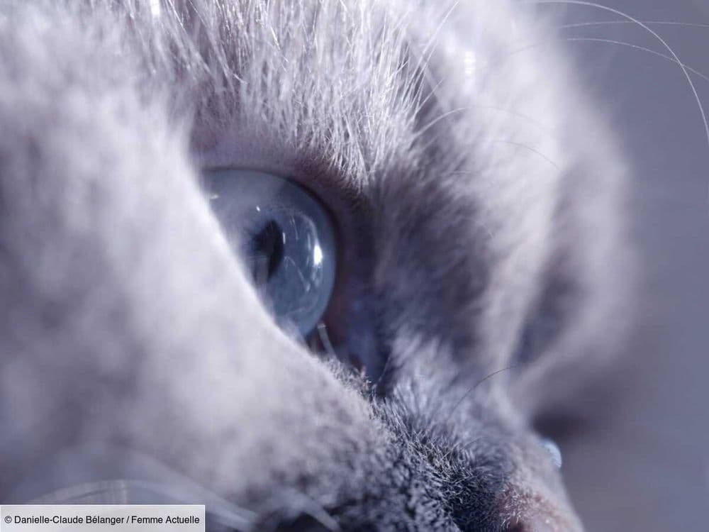 LaPerm : tout savoir sur ce chat très indépendant