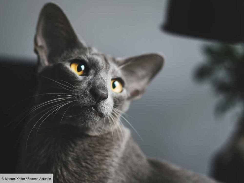 L’oriental shorthair, un chat très joueur