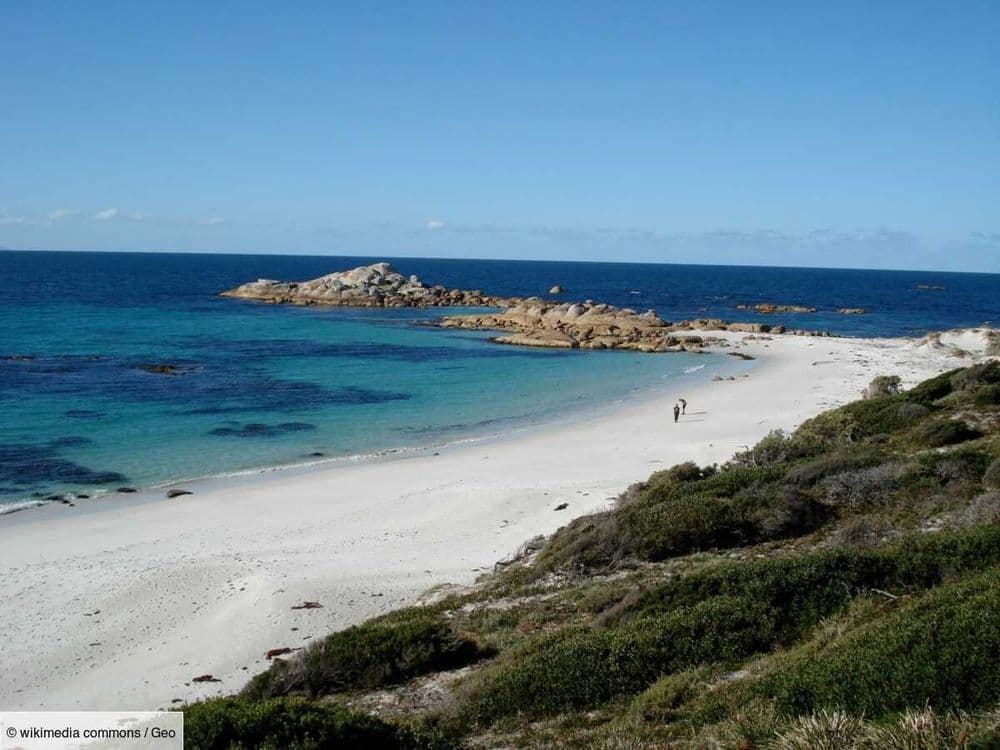 Une mystérieuse créature marine découverte sur une plage isolée en Tasmanie
