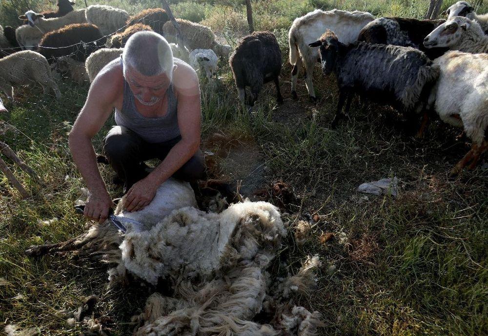 Albanie : la canicule précipite la tonte des moutons et des brebis