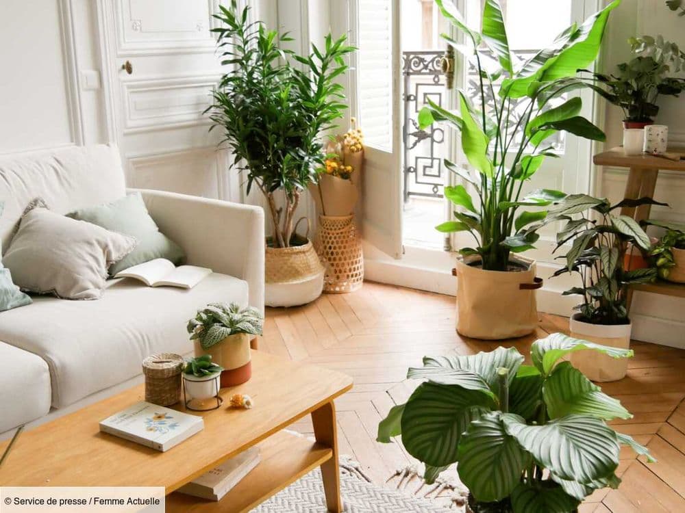 Plante grande taille : comment les intégrer à son intérieur ?