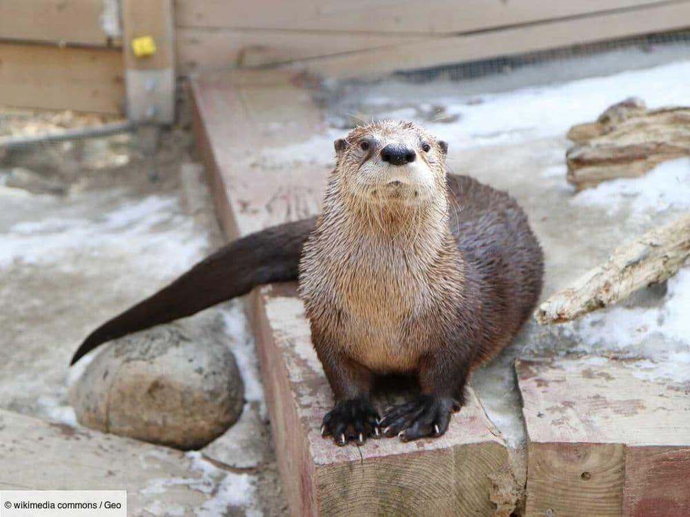 L'Œil de GEO: Louie, la loutre échappée d'un zoo qui "a pris la décision de devenir un animal sauvage"