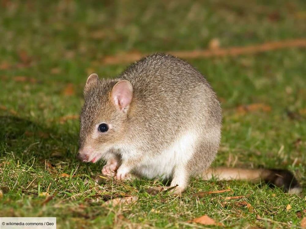 Qui est le bettong, ce minuscule marsupial, qui renaît de ses cendres en Australie?