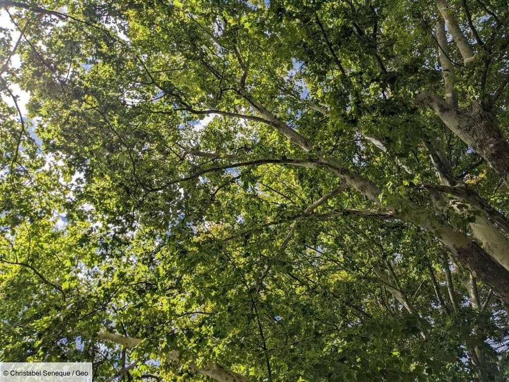 Comment les platanes parviennent à refroidir les villes, même durant la canicule
